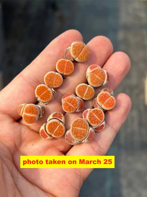 リトープス　ホワイトラビット　Lithops White Rabbit 3頭 リトープス ホワイトラビット Lithops White Rabbit 3頭 2025年